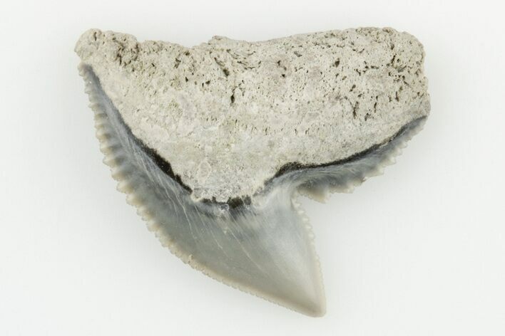 .87" Fossil Tiger Shark (Galeocerdo) Tooth -  Aurora, NC